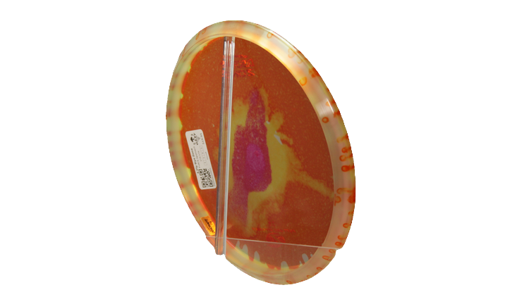 Discraft Z Fly Dye Zone Putter Back View