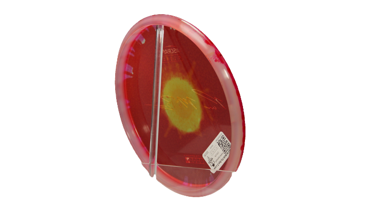 Discraft Paul McBeth Fly Dye Z Luna Putter Back View