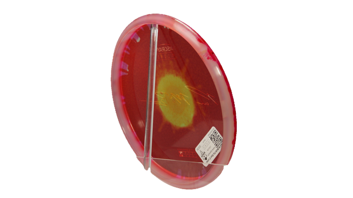 Discraft Paul McBeth Fly Dye Z Luna Putter Back View