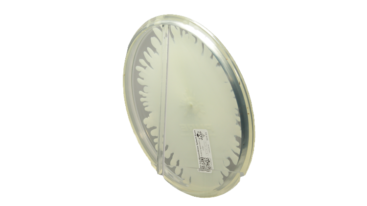 Latitude 64 Opto-Ice Moonshine Splash Pure Putter Back View