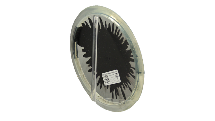 Latitude 64 Opto-Ice Sparkle Splash Diamond Fairway Driver Back View