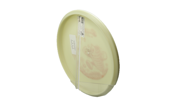 Innova 2026 Spring Sling Proto Glow JK Pro Aviar-X Putter Back View