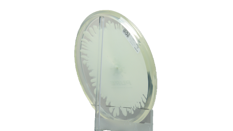 Latitude 64 Opto-Ice Moonshine Splash Pure Putter Back View