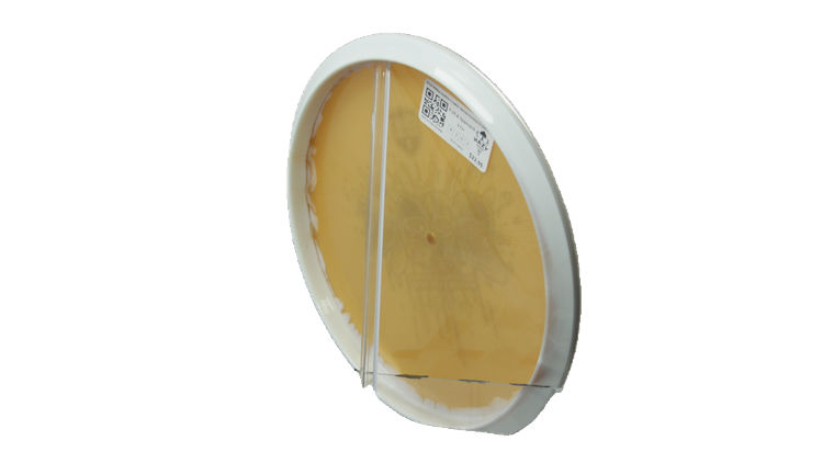 Discmania 2026 Niklas Anttila Creator Series Horizon S-Line Drop Putter Back View