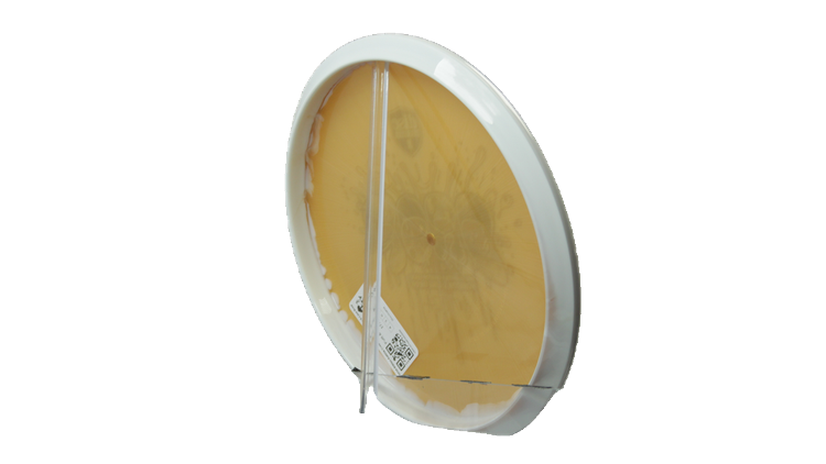 Discmania 2026 Niklas Anttila Creator Series Horizon S-Line Drop Putter Back View