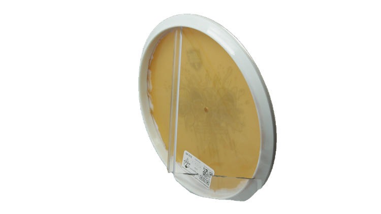 Discmania 2026 Niklas Anttila Creator Series Horizon S-Line Drop Putter Back View